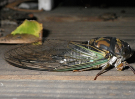 Dog-day Cicada